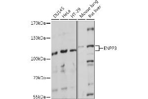 Western blot analysis of extracts of various cell lines, using ENPP3 Rabbit pAb (ABIN7266898) at 1:1000 dilution. (ENPP3 antibody  (AA 646-875))