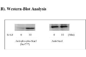 Image no. 6 for Signal Transducer and Activator of Transcription 1, 91kDa (STAT1) ELISA Kit (ABIN1981811) (STAT1 ELISA Kit)