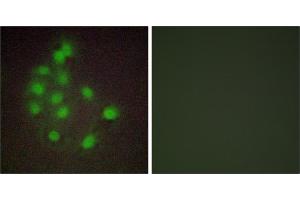 Peptide - +Immunofluorescence analysis of A549 cells, using HAND1 antibody. (HAND1 antibody  (Internal Region))