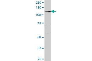 SART3 antibody  (AA 1-129)