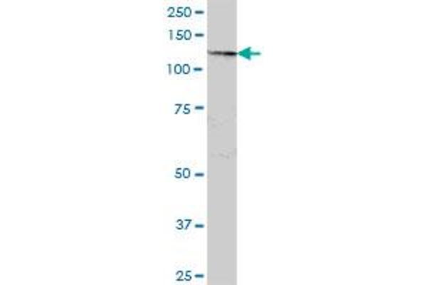 SART3 antibody  (AA 1-129)