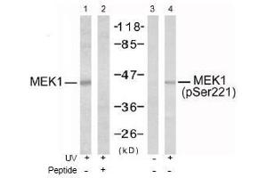 Image no. 1 for anti-Mitogen-Activated Protein Kinase Kinase 1 (MAP2K1) (pSer221), (pSer222) antibody (ABIN196889) (MEK1 antibody  (pSer221, pSer222))