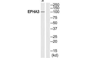 Western Blotting (WB) image for anti-EPH Receptor A3 (EPHA3) antibody (ABIN1848403) (EPH Receptor A3 antibody)