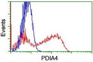 HEK293T cells transfected with either RC204041 overexpress plasmid (Red) or empty vector control plasmid (Blue) were immunostained by anti-PDIA4 antibody (ABIN2455261), and then analyzed by flow cytometry. (PDIA4 antibody)