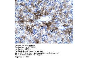 Human Liver (PIAS3 antibody  (C-Term))