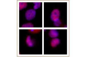Rad21 antibody (mAb) tested by immunofluorescence. (RAD21 antibody  (N-Term))