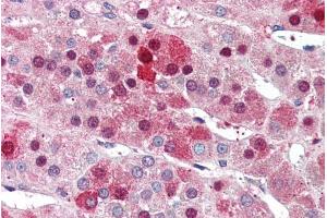 ABIN184821 (5µg/ml) staining of paraffin embedded Human Adrenal Gland. (NDC80 antibody  (C-Term))