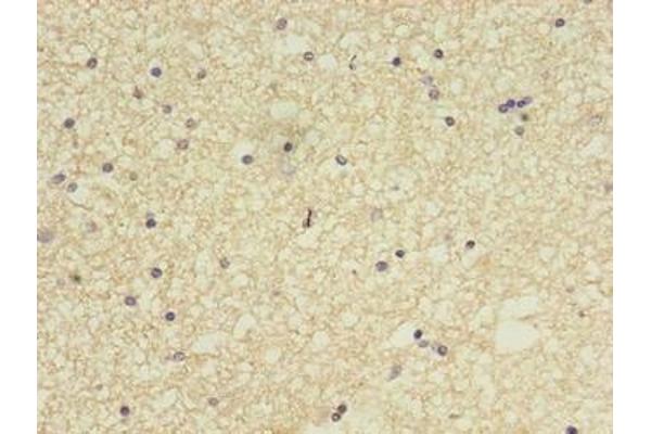 CCDC134 antibody  (AA 23-229)
