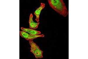 Immunocytochemistry (ICC) image for anti-RAN, Member RAS Oncogene Family (RAN) (AA 1-216) antibody (ABIN5876159) (RAN antibody  (AA 1-216))