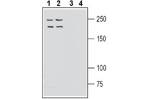 Western blot analysis of human Jurkat T-cell leukemia cell line lysate (lanes 1 and 3) and human LNCaP prostate adenocarcinoma cell line lysate (lanes 2 and 4):1-2.