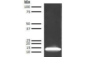 Western Blotting (WB) image for anti-Fatty Acid Binding Protein 1, Liver (FABP1) antibody (Biotin) (ABIN613095) (FABP1 antibody  (Biotin))