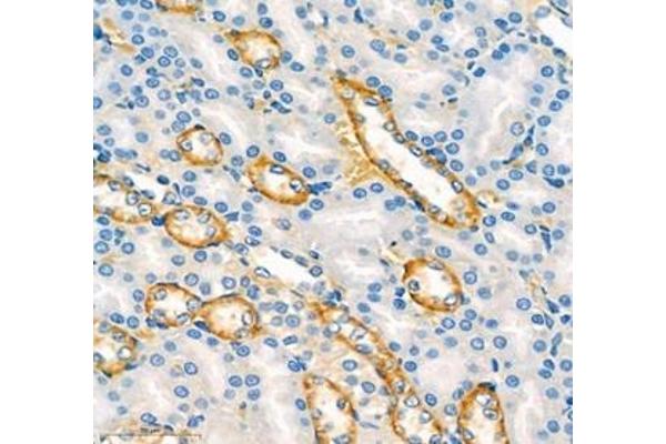 ATP12A antibody