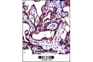 ALPPL2 Antibody immunohistochemistry analysis in formalin fixed and paraffin embedded human placenta tissue followed by peroxidase conjugation of the secondary antibody and DAB staining. (ALPPL2 antibody  (N-Term))