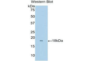 Western Blotting (WB) image for anti-Ribonuclease, RNase A Family, 8 (RNASE8) (AA 19-154) antibody (ABIN1176032) (RNASE8 antibody  (AA 19-154))