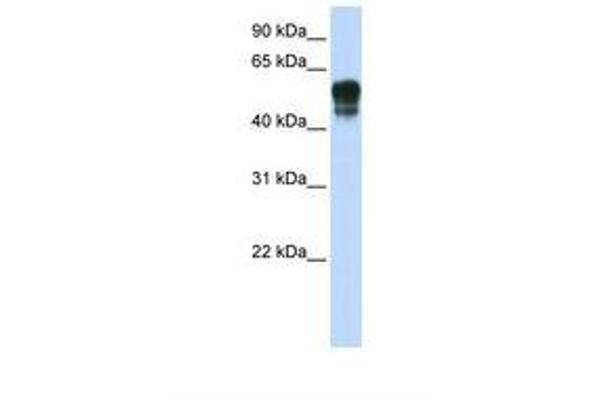 SPNS1/Spinster 1 antibody  (N-Term)
