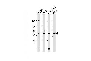 Western Blot at 1:2000 dilution Lane 1: DU145 whole cell lysate Lane 2: Hela whole cell lysate Lane 3: mouse spleen lysate Lane 4: PC-3 whole cell lysate Lysates/proteins at 20 ug per lane.