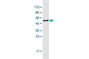 Western Blot detection against Immunogen (47. (CLCF1 antibody  (AA 29-225))