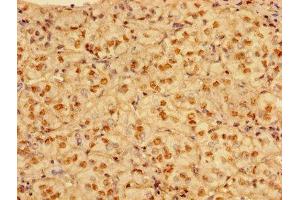 Immunohistochemistry of paraffin-embedded human adrenal gland tissue using ABIN7165056 at dilution of 1:100 (PRMT1 antibody  (AA 1-248))