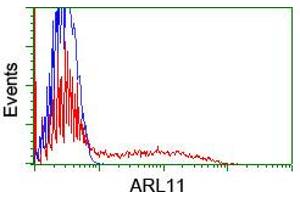 Image no. 2 for anti-ADP-Ribosylation Factor-Like 11 (ARL11) antibody (ABIN1496713) (ARL11 antibody)