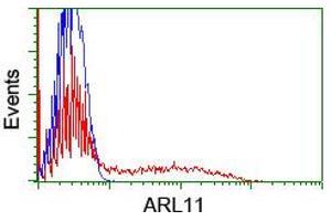 Image no. 2 for anti-ADP-Ribosylation Factor-Like 11 (ARL11) antibody (ABIN1496713)