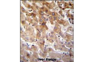 MBTD1 Antibody immunohistochemistry analysis in formalin fixed and paraffin embedded human liver tissue followed by peroxidase conjugation of the secondary antibody and DAB staining.
