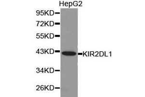 Western Blotting (WB) image for anti-Killer Cell Immunoglobulin-Like Receptor, Two Domains, Long Cytoplasmic Tail, 1 (KIR2DL1) antibody (ABIN1873414)