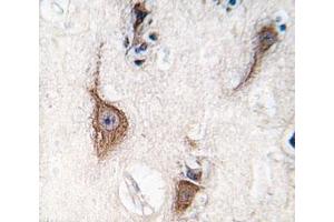 IHC analysis of FFPE human brain tissue stained with PGP9. (UCHL1 antibody  (AA 16-46))