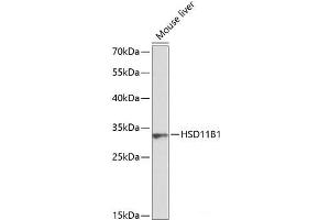 Western blot analysis of extracts of Mouse liver using HSD11B1 Polyclonal Antibody at dilution of 1:1000. (HSD11B1 antibody)