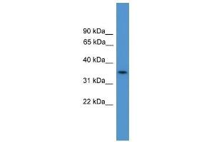 C4orf19 antibody used at 0. (C4orf19 antibody  (N-Term))