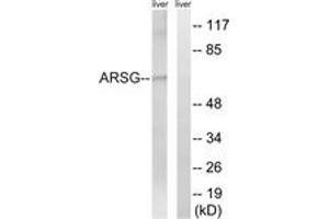 Western blot analysis of extracts from mouse liver cells, using ARSG Antibody. (ARSG antibody  (AA 251-300))