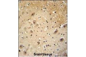 WDSOF1 antibody (C-term) (ABIN654792 and ABIN2844470) immunohistochemistry analysis in formalin fixed and paraffin embedded human brain tissue followed by peroxidase conjugation of the secondary antibody and DAB staining. (DCAF13 antibody  (C-Term))
