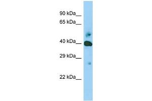 Host: Rabbit Target Name: SHF Sample Type: Jurkat Whole Cell lysates Antibody Dilution: 1. (SHF antibody  (Middle Region))
