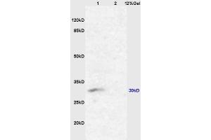 L1 mouse kidney lysates L2 mouse lung lysates probed with Anti AQP2 Polyclonal Antibody, Unconjugated (ABIN1385618) at 1:200 overnight at 4 °C. (AQP2 antibody  (AA 101-200))