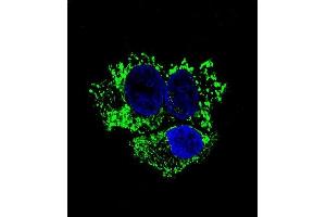 Confocal immunofluorescent analysis of ALDH2 Antibody (ABIN658993 and ABIN2838036) with HepG2 cell followed by Alexa Fluor® 488-conjugated goat anti-mouse lgG (green). (ALDH2 antibody)
