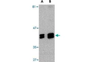 Western blot analysis of SH3GLB1 in HeLa cell lysate with SH3GLB1 polyclonal antibody  at (A) 1 and (B) 2 ug/mL . (SH3GLB1 antibody  (C-Term))