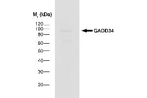 Western Blotting (WB) image for Donkey anti-Goat IgG antibody (HRP) (ABIN2474358) (Donkey anti-Goat IgG Antibody (HRP))
