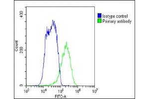 Overlay histogram showing HepG2 cells stained with B(green line). (SLC29A1 antibody  (C-Term))
