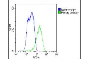 Overlay histogram showing HepG2 cells stained with B(green line). (SLC29A1 antibody  (C-Term))