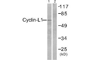 Western blot analysis of extracts from HepG2 cells, using Cyclin-L1 antibody (#C0295). (Cyclin L1 antibody)