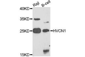 Western blot analysis of extracts of various cell lines, using HVCN1 antibody (ABIN5995814) at 1/1000 dilution. (HVCN1 antibody)