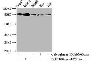 Western Blot Positive WB detected in HepG2 whole cell lysate,293 whole cell lysate(treated with Calyculin A or EGF) All lanes Phospho-NFE2L2 antibody at 0. (Recombinant NRF2 antibody  (pSer40))