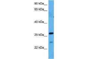 Host:  Rabbit  Target Name:  GJB1  Sample Tissue:  Mouse Spleen  Antibody Dilution:  1ug/ml (GJB1 antibody  (Middle Region))