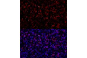 Immunofluorescence analysis of human tonsil cells using PD-1/CD279 Rabbit pAb (ABIN7269537) at dilution of 1:150 (40x lens). (PD-1 antibody  (AA 1-100))