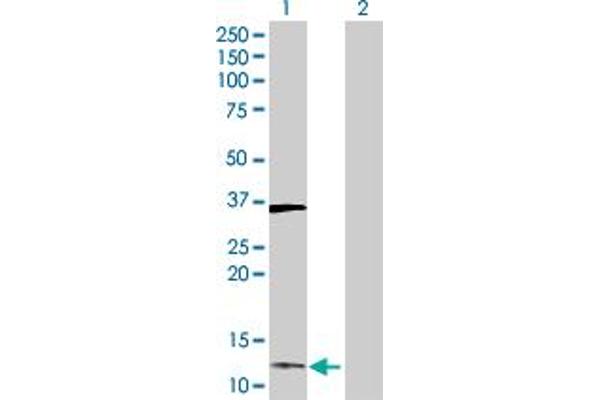 DUSP23 antibody  (AA 1-150)