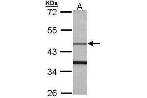WB Image Sample (30 ug of whole cell lysate) A: Raji 10% SDS PAGE antibody diluted at 1:1000 (FBXO15 antibody)