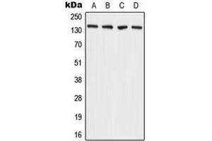 Western Blotting (WB) image for anti-ADAM Metallopeptidase with Thrombospondin Type 1 Motif, 2 (Adamts2) (C-Term) antibody (ABIN7297610)