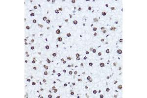 Immunohistochemistry of paraffin-embedded mouse liver using [KO Validated] Histone H1. (Histone H1 antibody  (AA 1-105))