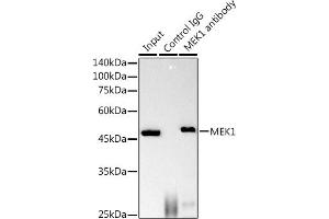 Immunoprecipitation analysis of 600 μg extracts of Mouse brain using 3 μg MEK1 antibody (ABIN7268633). (MEK1 antibody)