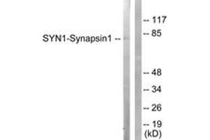 Western blot analysis of extracts from NIH-3T3 cells, treated with Nocodazole 1ug/ml 16h, using Synapsin1 (Ab-62) Antibody. (SYN1 antibody  (AA 26-75))