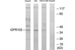Western blot analysis of extracts from 293/COLO205/HepG2 cells, using GPR105 Antibody.